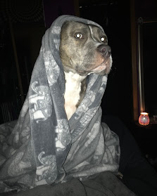 a loving dog cuddling under his blanket