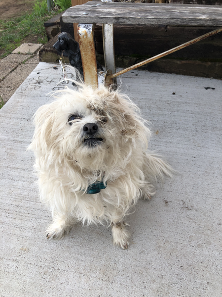 memorial for family dog mitzi