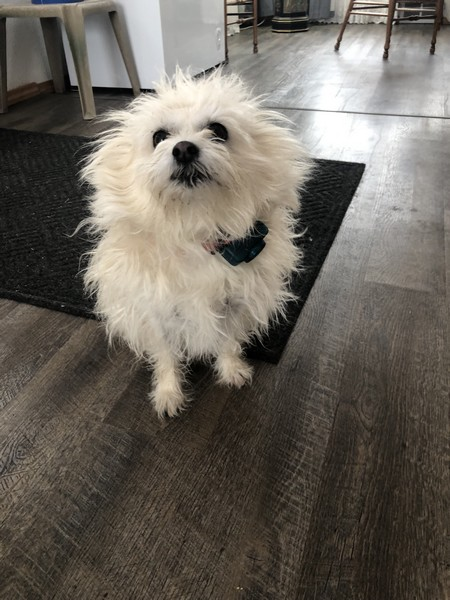 memorial for family dog mitzi