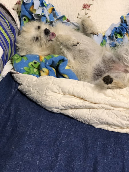 memorial for family dog mitzi