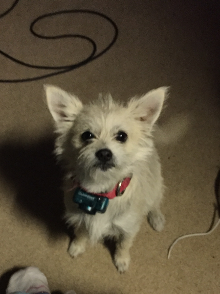 memorial for family dog mitzi